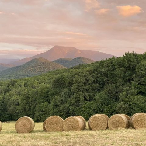 Intervention en Haute-Garonne